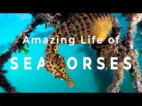 Conservation Success Stories: The Revival of Giant Seahorse Populations