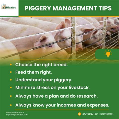 Considering Owning a Pig: Factors to Reflect on and Requirements to Meet