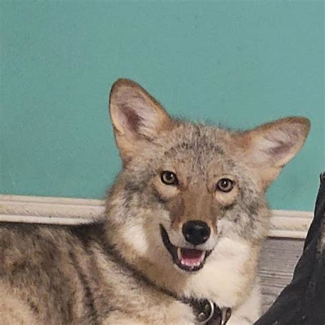 Considering a Domestic Coyote? Essential Information for Your Dream Pet