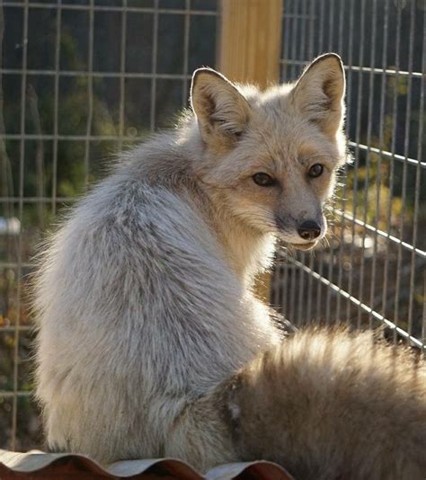 Considering the Responsibilities of Caring for a Domestic Fox