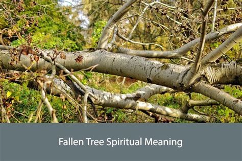 Coping with the Symbolic Significance of a Fallen Tree: Strategies for Personal Growth and Empowerment