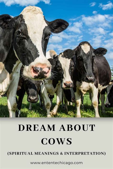 Cow Licking Dreams and Their Relation to Serenity and Serendipity