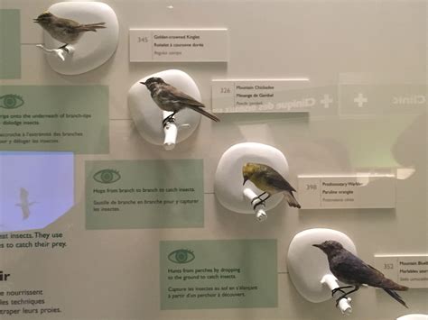 Cracking the Enigma of Exuberant Bird Exhibits