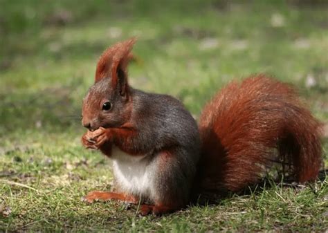 Cracking the Enigma of Squirrel Reveries: Unveiling the Hidden Connotations