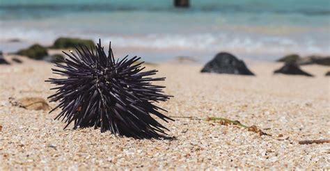 Cracking the Enigmatic Messages: Revealing the Significance of Dreaming about Sea Urchins