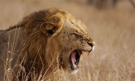 Cracking the Veil: Unveiling the Symbolic Communication within Lion Dreams