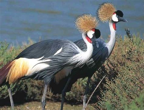 Crane Bird: A Symbol of Enduring Life and Immortality