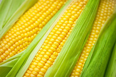 Craving the Rich Flavors of Fresh Maize