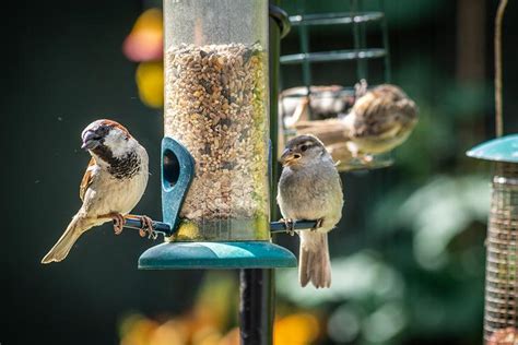Creating Bird-Friendly Gardens: Tips for Attracting and Nurturing Avian Visitors