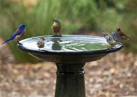 Creating Bird-Friendly Water Sources in Your Backyard