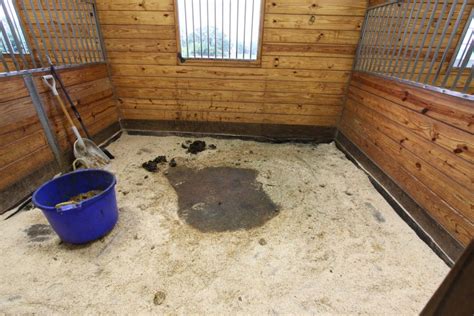 Creating a Safe and Comfortable Environment for Your Equine Companion