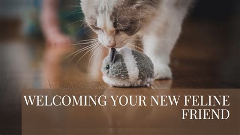 Creating a Secure Environment for Welcoming Your New Feline Companion