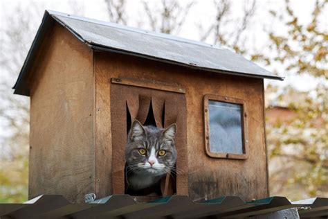 Creating a Secure and Cozy Shelter for Our Furry Friends