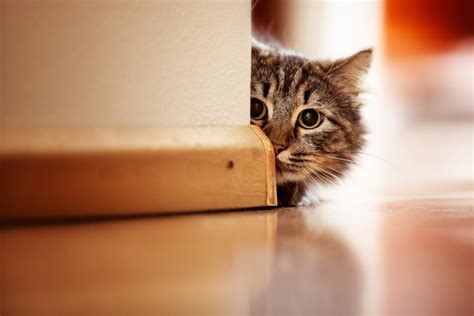 Creating a Secure and Inviting Environment for Your New Kitty