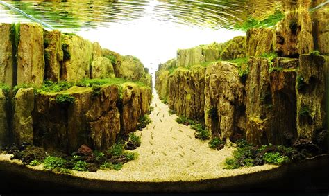 Creating a Striking Aquascape: An Artistic Approach to Designing Your Aquarium