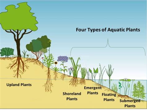 Creating the Ideal Environment for your Aquatic Haven