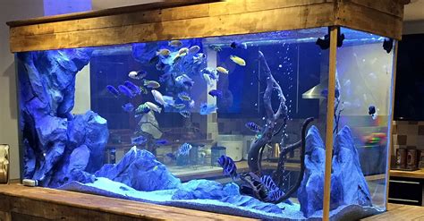 Creating the Ideal Habitat: Setting Up the Perfect Aquarium for Your Aquatic Companions