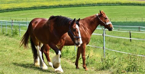 Creating the Ideal Outdoor Space: Paddocks and Pastures