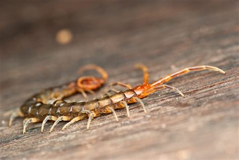 Creepy Crawlies: The Prevalence of Centipedes in Food Products