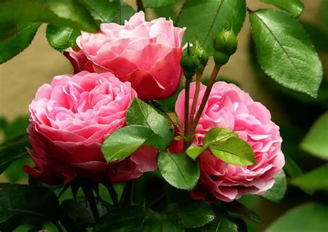 Cultivating Roses: Tips for Growing Fragrant Varieties in Your Garden