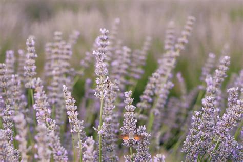 Cultivating and Nurturing the Enigmatic Lavender Enchantress