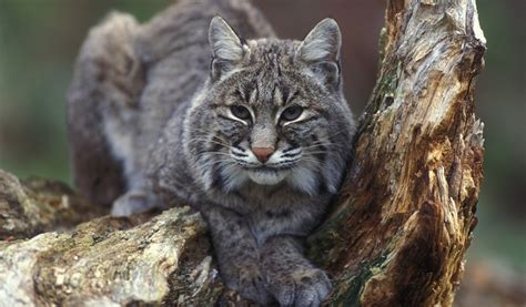 Cultural Beliefs: The Enigmatic Significance of the Mysterious Black Bobcat
