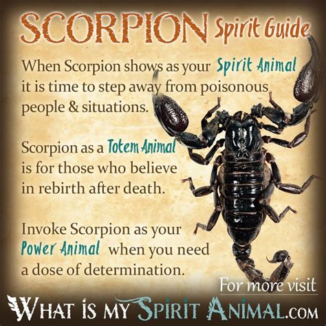Cultural Perspectives on Scorpion Symbolism