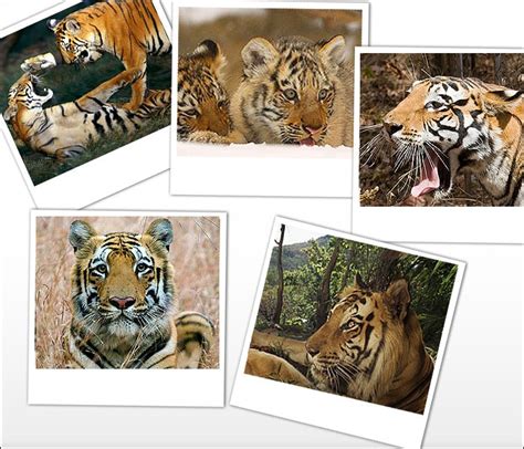 Cultural Significance: Exploring the Importance of Tigers in diverse cultures
