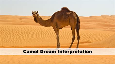 Cultural Significance of Camels in Dream Interpretation
