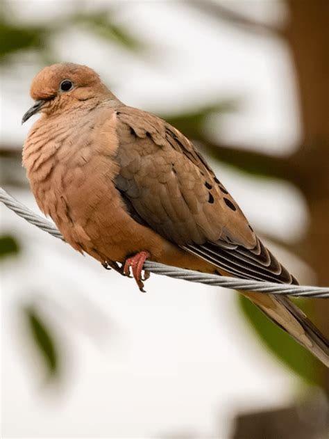 Cultural Significance of Rosy Doves: Legends and Beliefs