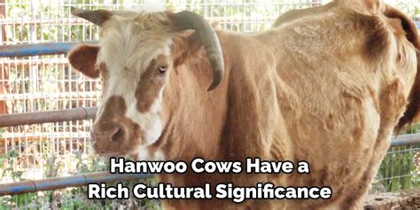 Cultural Symbolism: Cows in Varied Societies