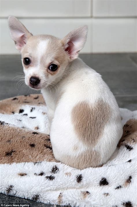 Cute and Compact: How Chihuahua Puppies Steal Everyone's Hearts