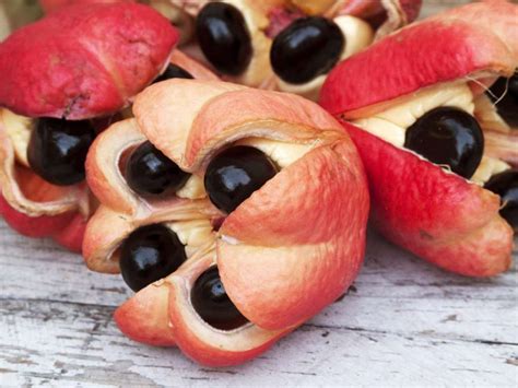 Dangerous Beauties: A Closer Look at Toxic Fruits