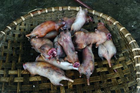Dare to Try: Exploring the Unique Flavors and Textures of Rat Meat