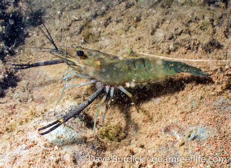 Daring to Dream: The Pursuit of the Fullest and Most Exquisite Freshwater Crustaceans