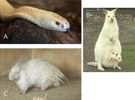 Dazzling Albinism: Unraveling the Genetic Puzzle of Pale Creatures