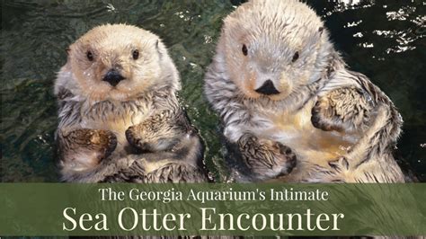 Dazzling Encounter: Witnessing an Otter
