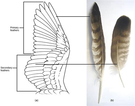 Dazzling Feathers: The Role of Plumage in Avian Flight