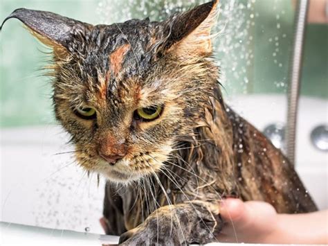 Dealing with Cats Who Fear Water