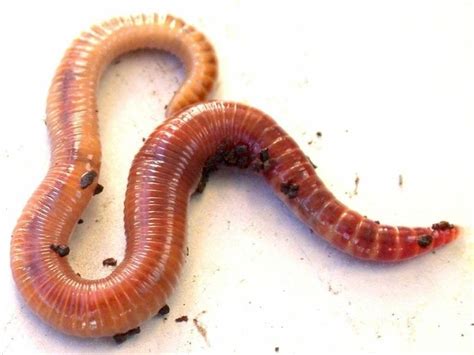 Debunking Common Myths about Enormous Earthworm Dreams