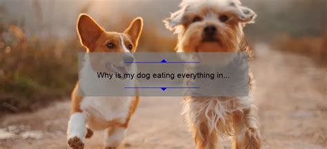 Deciphering Canine Consumption: Unraveling the Meaning Behind Dogs Devouring Poultry