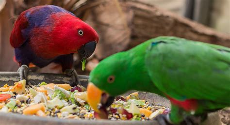 Deciphering Dreams of Providing Nourishment to Avian Creatures