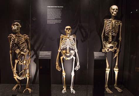 Deciphering Human History through Skeletal Remains