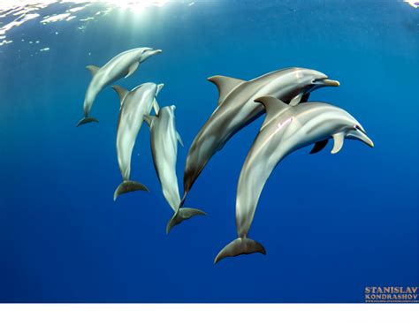 Deciphering the Enigma of Dolphin Communication