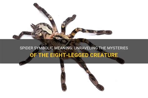 Deciphering the Hidden Messages: Unraveling the Symbolic Spider Encounter