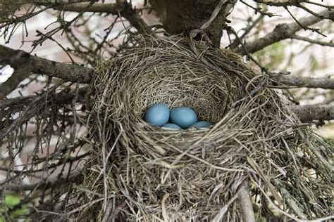 Deciphering the Importance of Dreams Involving a Nest and Eggs