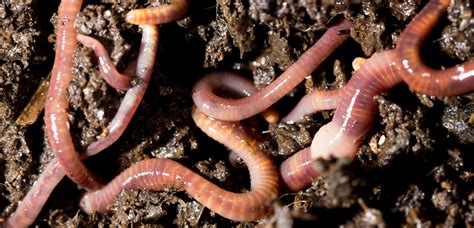 Deciphering the Message: Unraveling the Importance of Earthworms Meandering within Your Being