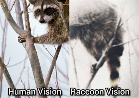 Deciphering the Psychological Significance of the Ferocious Raccoon Vision