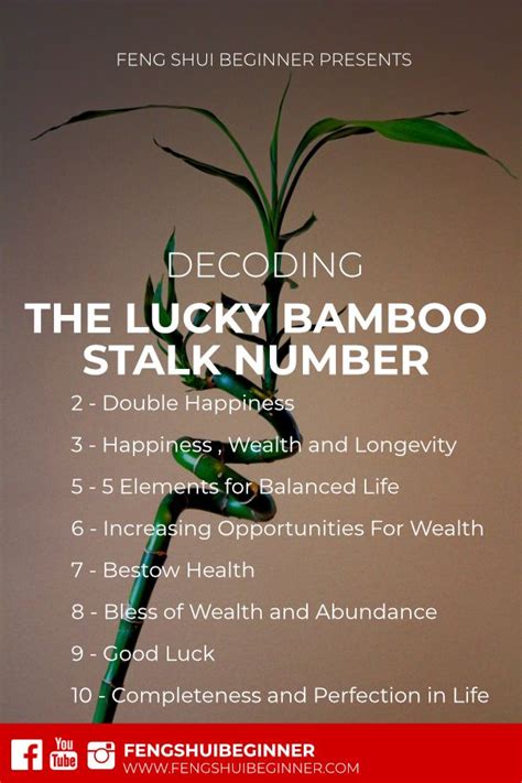 Deciphering the Significance of Different Bamboo Actions in Your Vision