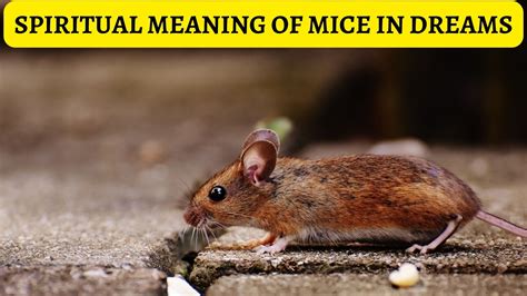Deciphering the Significance of Mice in the World of Dreams